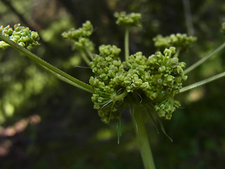 Laserpitium latifolium