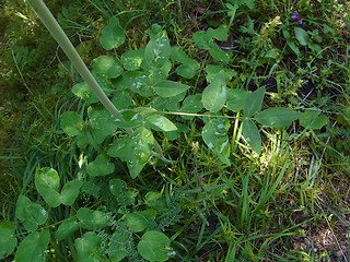 Laserpitium latifolium