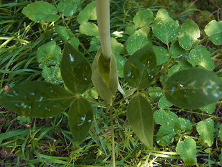 Laserpitium latifolium