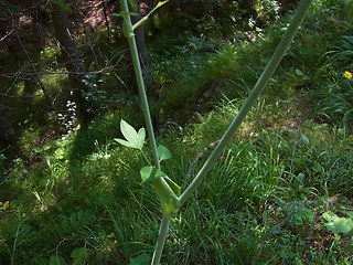 Laserpitium latifolium