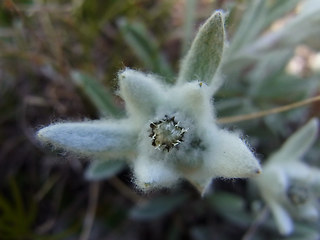 Leontopodium alpinum