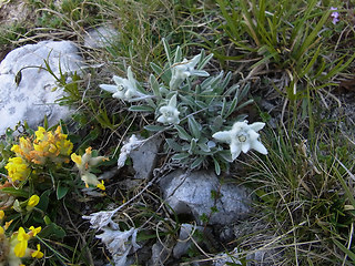 Leontopodium alpinum