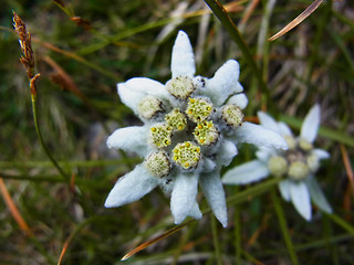 Leontopodium alpinum