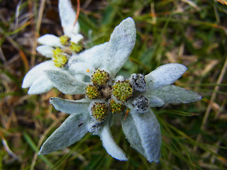 Leontopodium alpinum