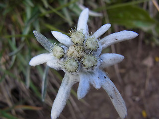 Leontopodium alpinum