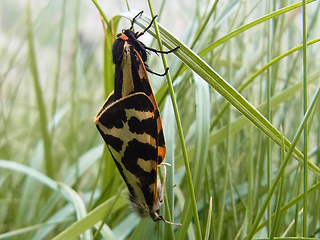 Lepidoptera 25