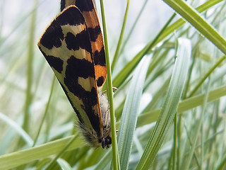 Lepidoptera 25