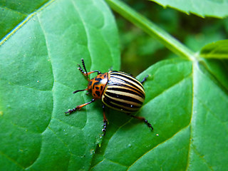 Leptinotarsa decemlineata