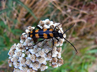 Leptura quadrifasciata