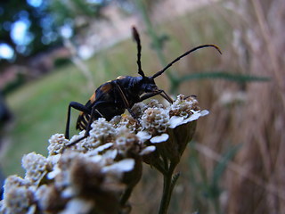 Leptura quadrifasciata