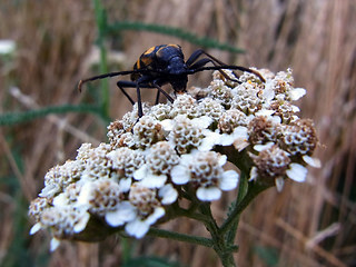 Leptura quadrifasciata