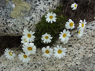 Leucanthemopsis alpina