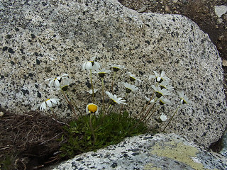 Leucanthemopsis alpina