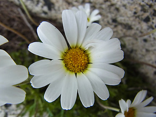 Leucanthemopsis alpina