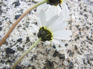 Leucanthemopsis alpina