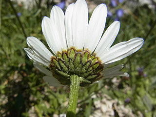 Leucanthemum adustum