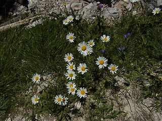 Leucanthemum adustum