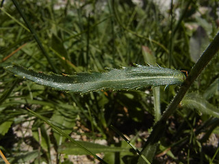 Leucanthemum adustum