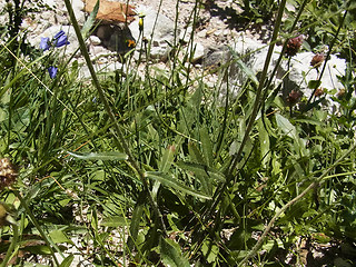 Leucanthemum adustum