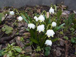 Leucojum vernum