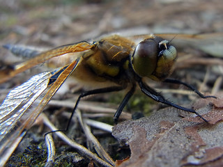 Libellula depressa