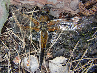 Libellula depressa