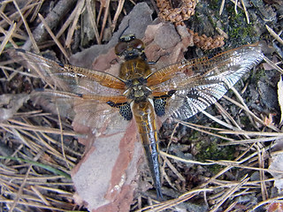 Libellula depressa