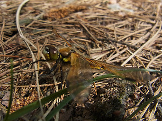 Libellula depressa