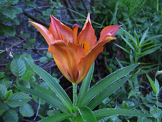 Lilium bulbiferum