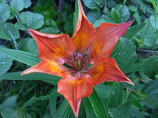 Lilium bulbiferum