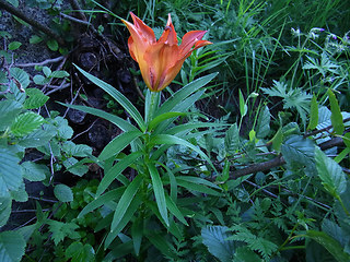 Lilium bulbiferum