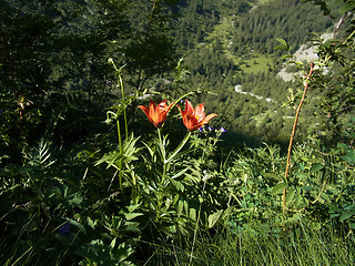 Lilium bulbiferum