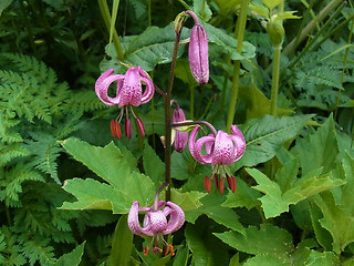 Lilium martagon