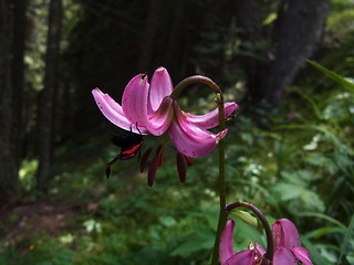 Lilium martagon