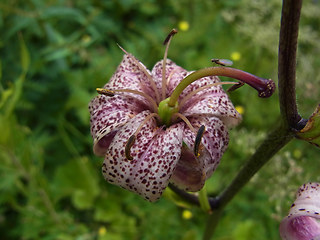 Lilium martagon