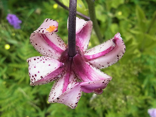 Lilium martagon