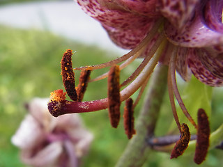 Lilium martagon