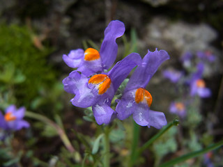 Linaria alpina