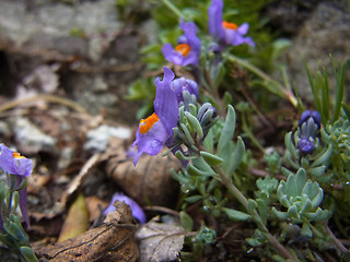 Linaria alpina