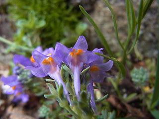 Linaria alpina