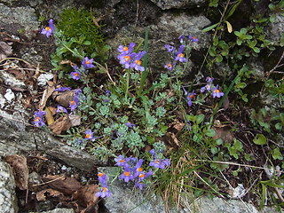 Linaria alpina