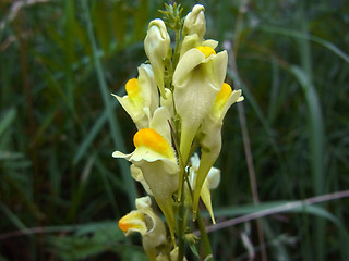 Linaria vulgaris