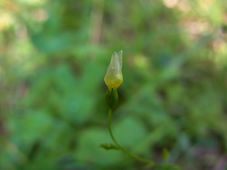 Linum catharticum