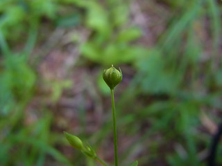 Linum catharticum