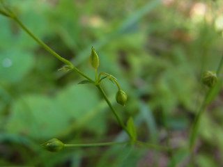 Linum catharticum