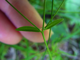 Linum catharticum