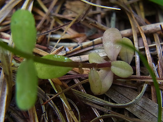 Linum catharticum