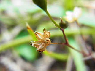 Linum catharticum