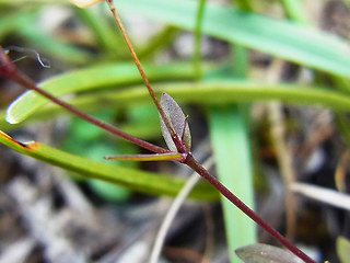 Linum catharticum