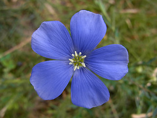 Linum perenne ssp perenne